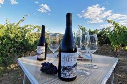 Cata de vino y visita al viñedo de Bodega Don Celestino