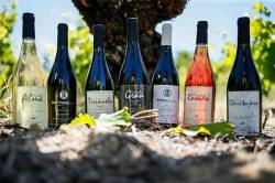 Cata de vino y visita al viñedo de Bodega Tiriñuelo