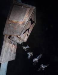 Noche de murciélagos Bodegas Enguera 